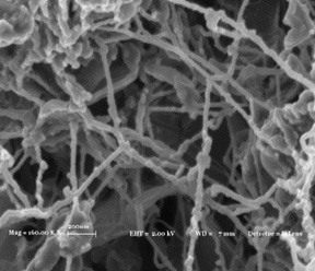 SEM image of BNNT